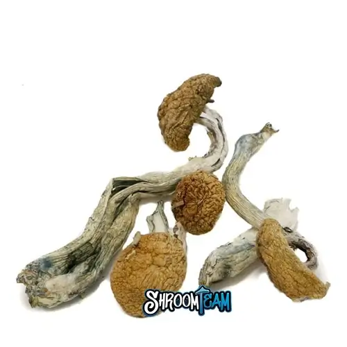 Mexican Cubensis Dried